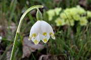 15 Campanella bianca (Leucojum)